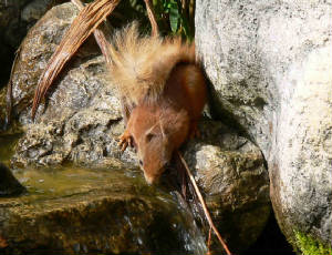 Red Squirrel - October 2011