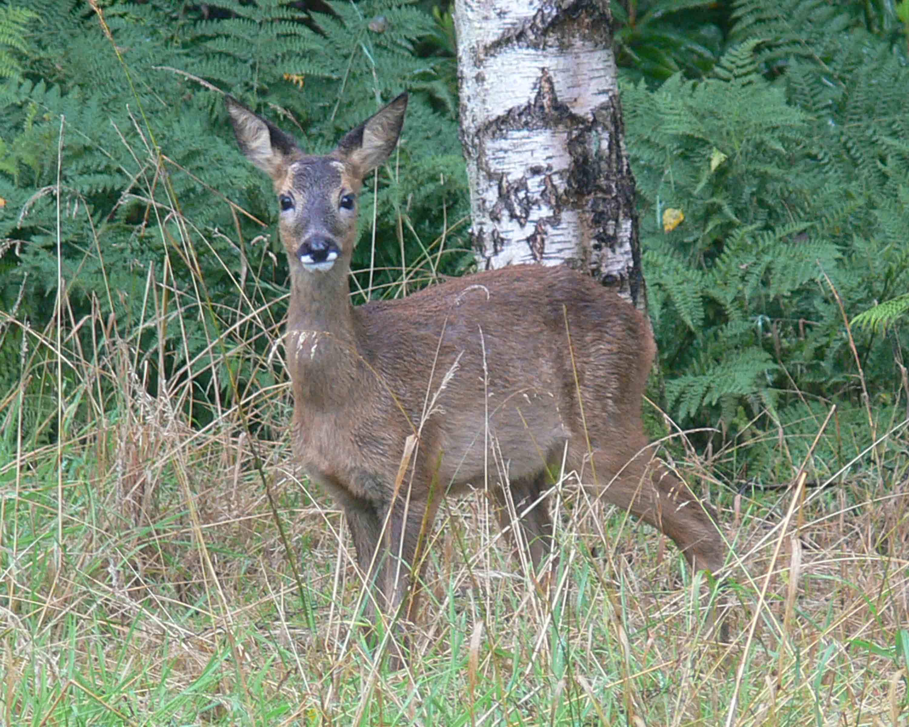 Roe Deer Facts