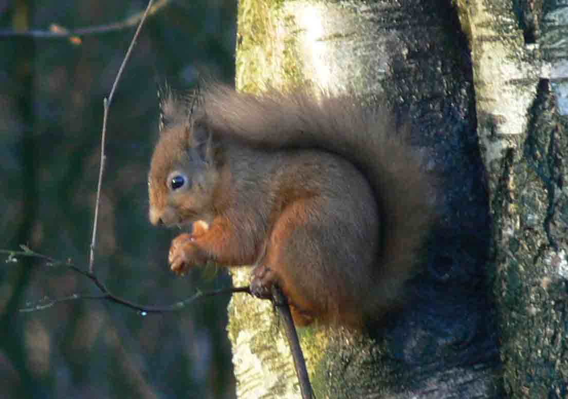 Red Squirrel - April 2012