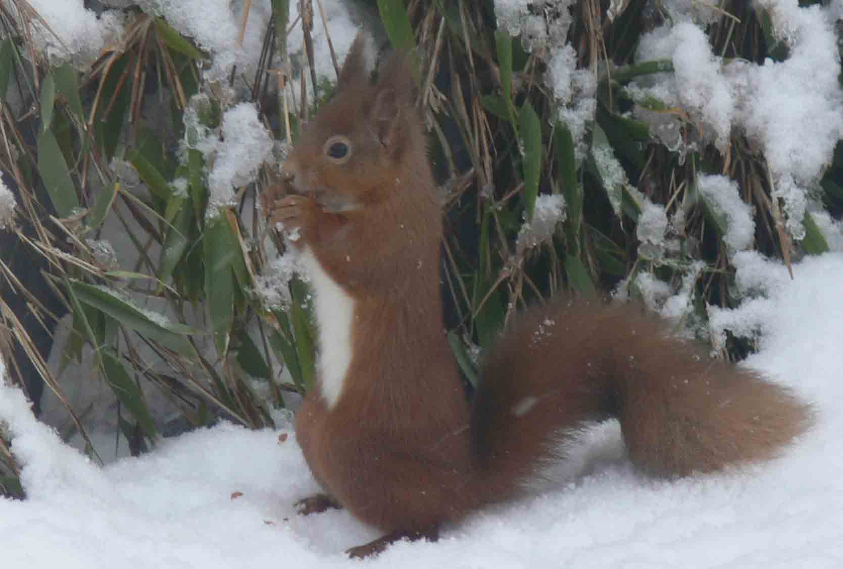 Red Squirrel - December 2012