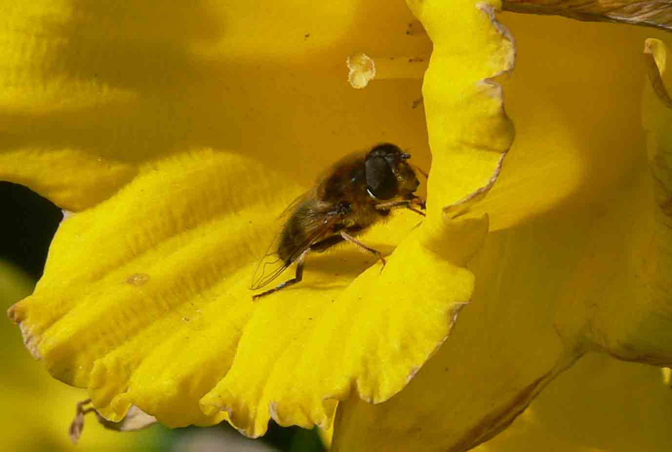 Honey Bee - June 2012